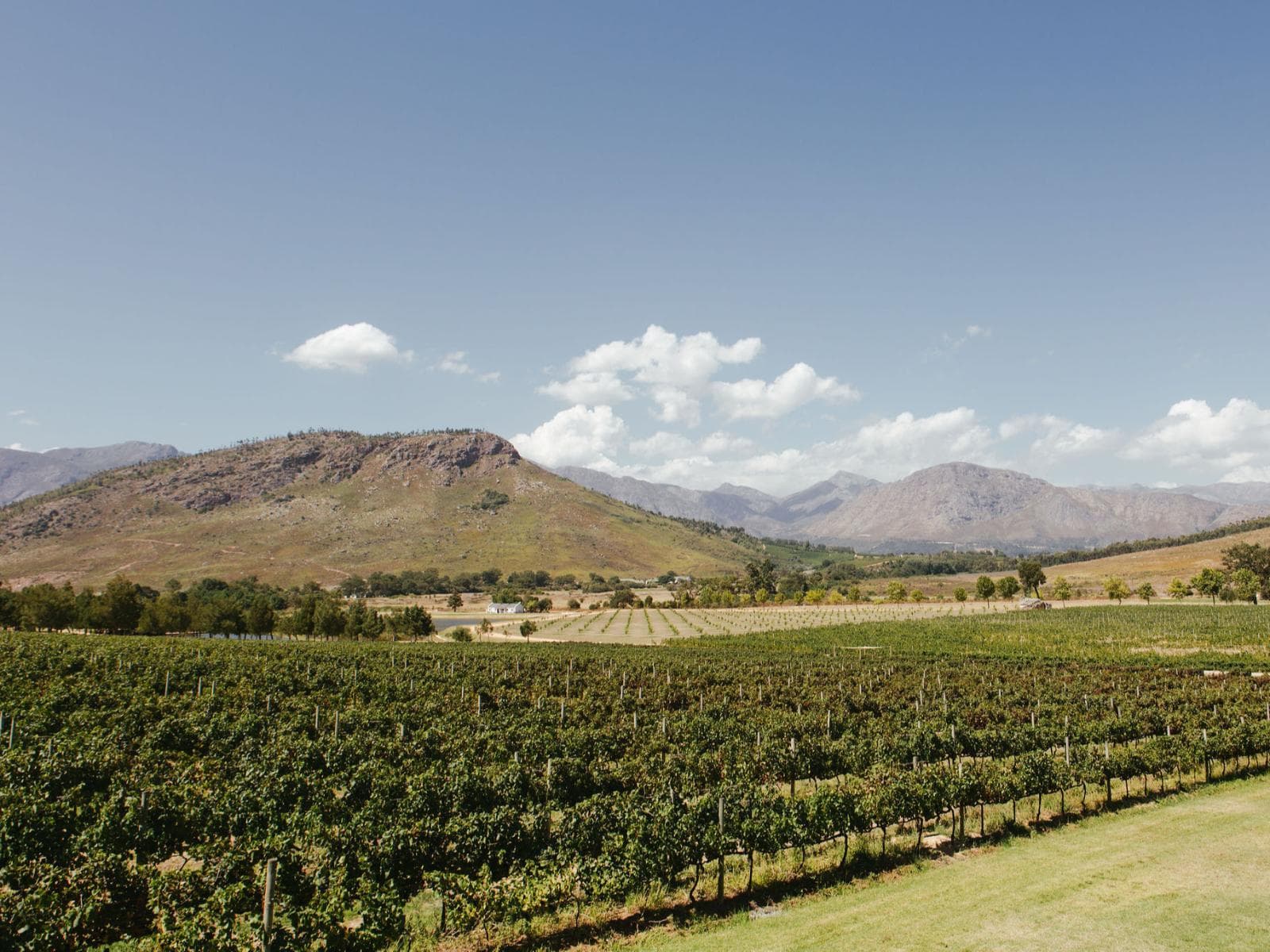 Luxury Pinot Noir Suite 1: Sweeping vineyard valley with mountains under blue sky