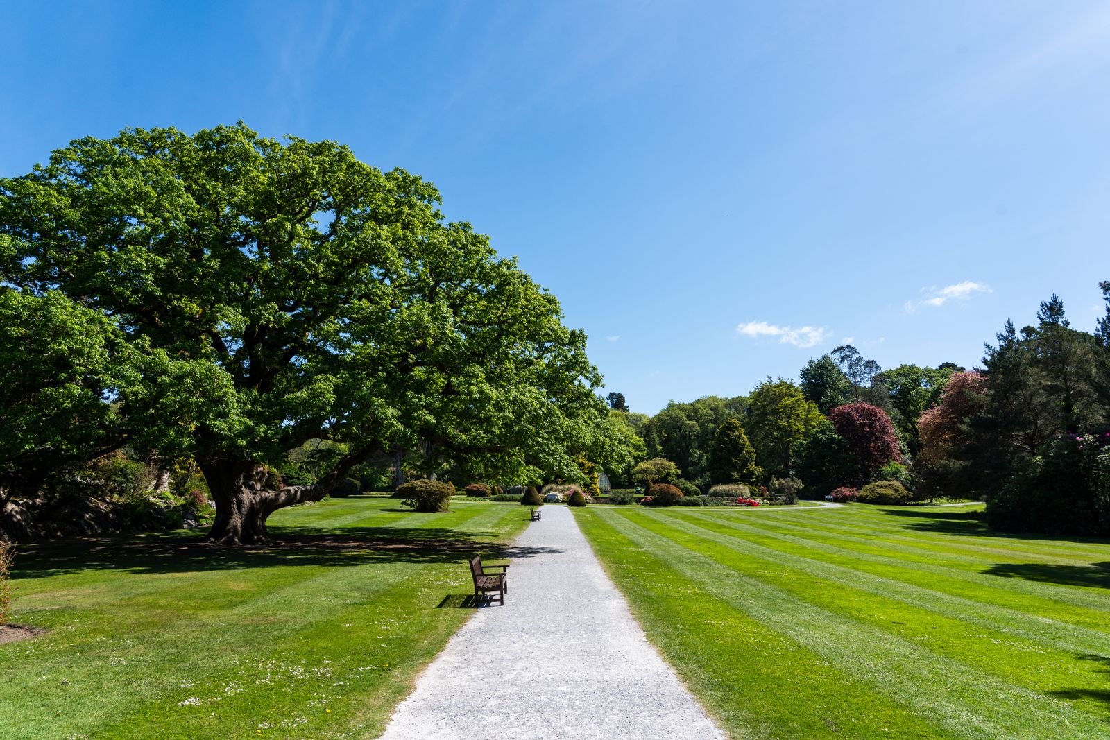 A sweeping sunlit lawn framed by a grand old tree, with room for the whole family to roam