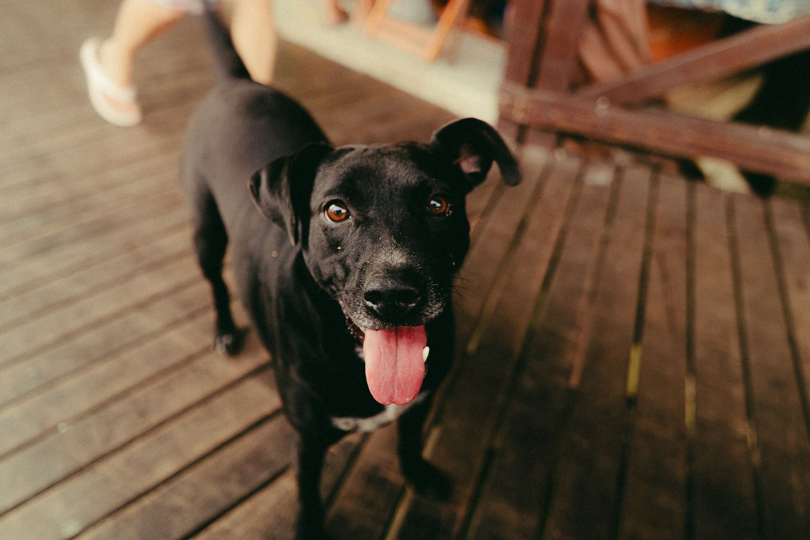 A happy dog on the sunny wooden deck of a holiday cabin